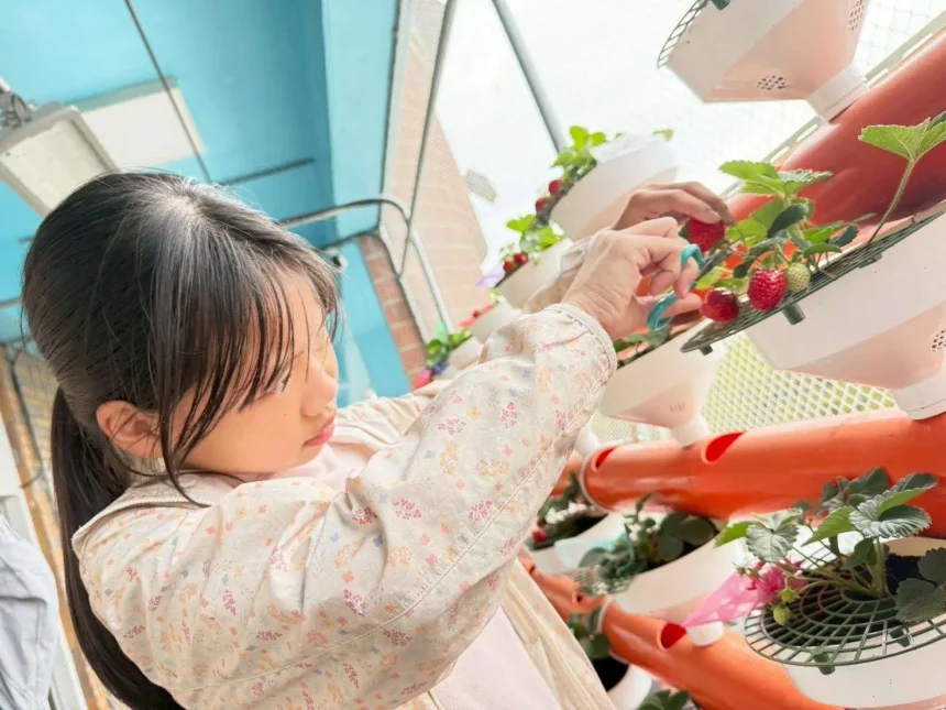 【科技小農夫】農業處推動智慧農業向下扎根　越港國小師生於雲林智慧教育中心迎來「莓」好豐收成果