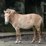 馬年識馬　蒙古野馬的翻轉野外滅絕至復育之路