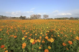 后里花田綠廊冬日花海開跑！　中市環保公園黃波斯、向日葵1、2月接力綻放　神秘嬌客「黑天鵝」即將現身