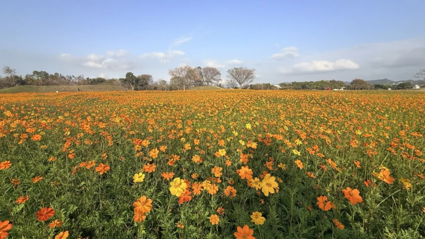 后里花田綠廊冬日花海開跑！　中市環保公園黃波斯、向日葵1、2月接力綻放　神秘嬌客「黑天鵝」即將現身