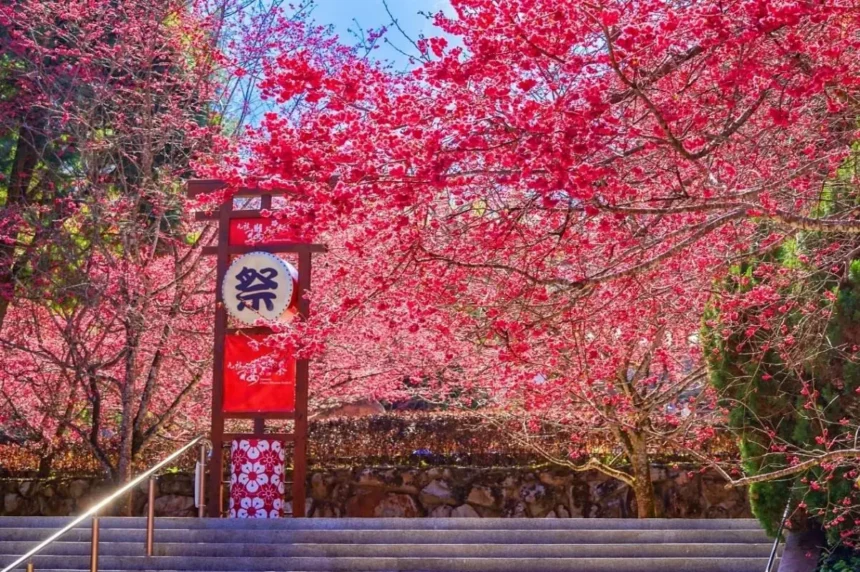 2026九族櫻花祭開跑　原民歌舞祭典　巨大招財貓「九萬兩」登場　櫻花預估二月中下旬全面盛開