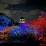 粉嫩三色櫻入夜成畫　幾米繪本點亮淡水「2026花見櫻花季」