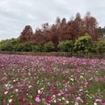 花開西屯迎新春　廣納幸福花海季浪漫登場