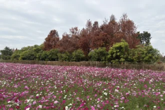 花開西屯迎新春　廣納幸福花海季浪漫登場