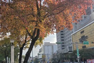 冬天裡的一把火　北市楓香染紅迎新年