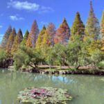 寒流催色落羽松轉紅　竹縣精選五大賞落羽松秘境迎冬日浪漫