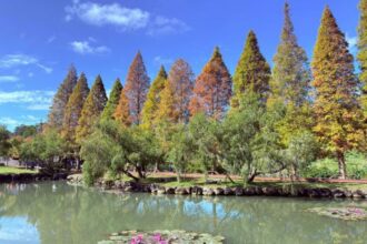寒流催色落羽松轉紅　竹縣精選五大賞落羽松秘境迎冬日浪漫