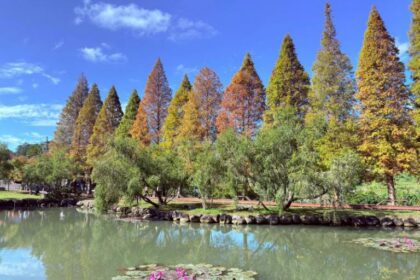 寒流催色落羽松轉紅　竹縣精選五大賞落羽松秘境迎冬日浪漫