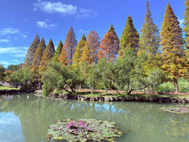 寒流催色落羽松轉紅　竹縣精選五大賞落羽松秘境迎冬日浪漫