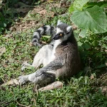團抱毛球拜日頭？狐猴們的冬日幸福日光浴