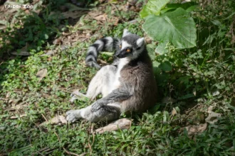 團抱毛球拜日頭？狐猴們的冬日幸福日光浴