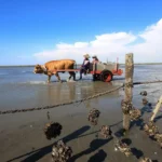 褒揚彰化縣「海牛文化」　保存者魏清水