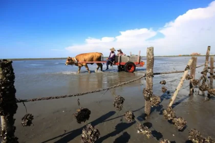 褒揚彰化縣「海牛文化」　保存者魏清水
