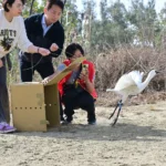 黑面琵鷺中毒獲救　嘉義縣跨單位救傷治療完成野放