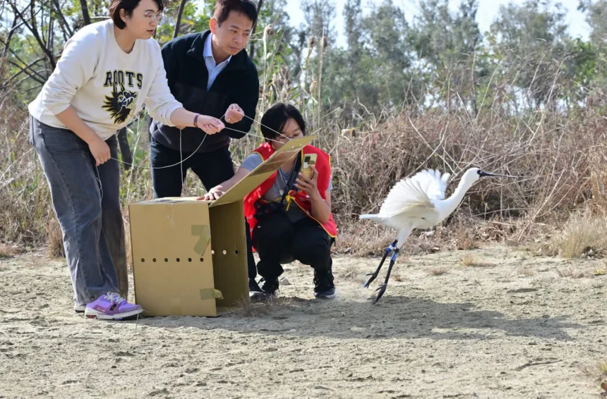 黑面琵鷺中毒獲救　嘉義縣跨單位救傷治療完成野放