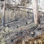 張麗善縣長率隊勘查草嶺山林火警　指示建置蓄水系統及消防管線　強化救災量能