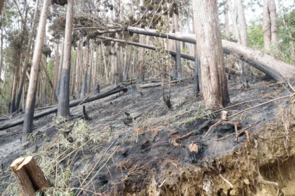 張麗善縣長率隊勘查草嶺山林火警　指示建置蓄水系統及消防管線　強化救災量能
