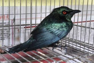 「紅眼詭光鳥」叩敲大樓住家玻璃護欄　竟是亞洲輝椋鳥求救