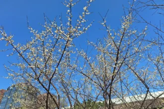 賞梅時節　逸仙、奇岩公園梅花喜報春