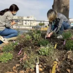 高雄區監理所推「預約早苗」快閃活動　汽燃費約扣結合減碳永續　提前達標種下100棵樹　