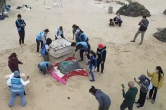 暖化下冬季母龜產卵　海保署啟動衛星追蹤