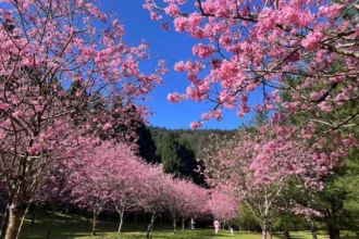 2026暨大櫻花季　櫻花林下的微醺時光　民歌串聯咖啡與在地情懷