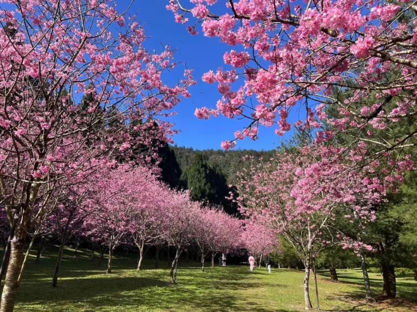 2026暨大櫻花季　櫻花林下的微醺時光　民歌串聯咖啡與在地情懷