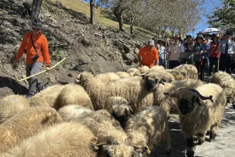 百羊奔騰迎新春　清境農場「奔羊節」即將熱鬧登場