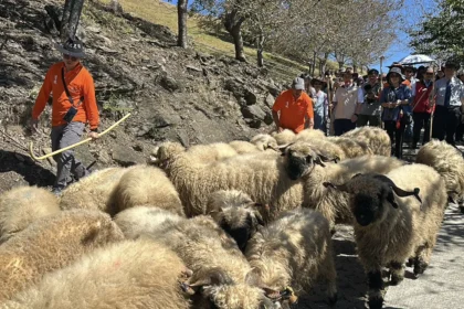 百羊奔騰迎新春　清境農場「奔羊節」即將熱鬧登場