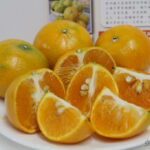 橘之緣 東勢明正里茂谷柑 草生友善栽種 自產自銷無泡藥 汁多味美酸甜好滋味