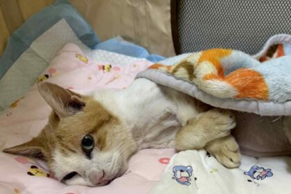 15歲街貓Lucky的安心晚年　北市TCCP計畫20年守護街貓生命