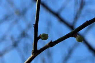 花信已至　南港公園梅花陸續綻放邀您共賞