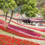 三層崎花海將登場　兩公園串聯打造更大更美賞花路線