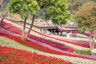 三層崎花海將登場　兩公園串聯打造更大更美賞花路線
