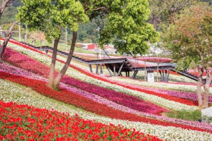 三層崎花海將登場　兩公園串聯打造更大更美賞花路線