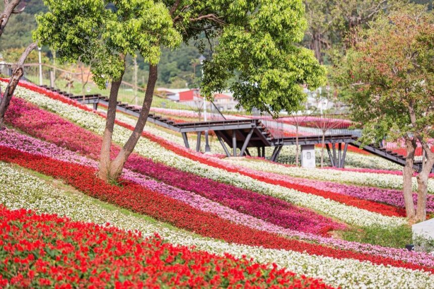 三層崎花海將登場　兩公園串聯打造更大更美賞花路線
