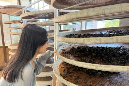 茶香漫山　南港茶山新風貌揭幕