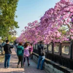 洋紅風鈴木盛開迎新春　黃花風鈴木三月接力綻放