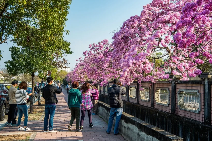 洋紅風鈴木盛開迎新春　黃花風鈴木三月接力綻放