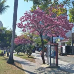 春日限定美景登場！中市洋紅風鈴木盛開　粉紅花海率先報春