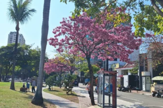 春日限定美景登場！中市洋紅風鈴木盛開　粉紅花海率先報春