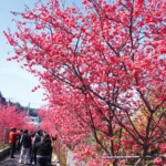 「2026后里泰安櫻花季」2/27粉嫩登場！　連假賞櫻、賞燈一次滿足