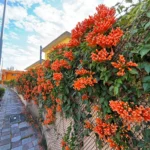 喜迎馬年新春　中市清潔隊部炮仗花盛開 打造低碳友善賞花新亮點