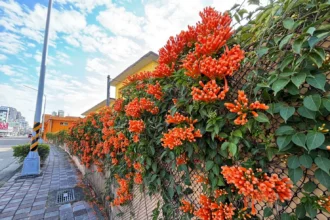 喜迎馬年新春　中市清潔隊部炮仗花盛開 打造低碳友善賞花新亮點