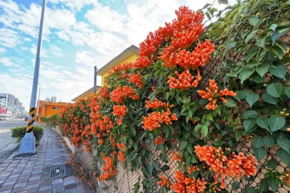 喜迎馬年新春　中市清潔隊部炮仗花盛開 打造低碳友善賞花新亮點