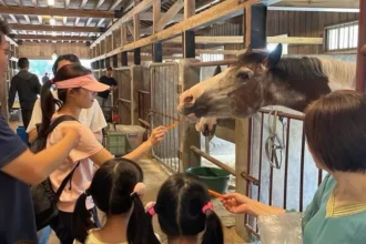 馬年走春　逛后里馬場賞櫻花、騎鐵馬迎新年