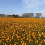春節賞花首選「后里環保公園」！ 　黃波斯菊、向日葵接力登場 喜迎馬年好去處