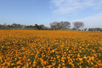 春節賞花首選「后里環保公園」！ 　黃波斯菊、向日葵接力登場 喜迎馬年好去處