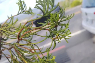 山城地區氣候轉趨濕冷　中市農業局呼籲梨農及早防治梨赤星病