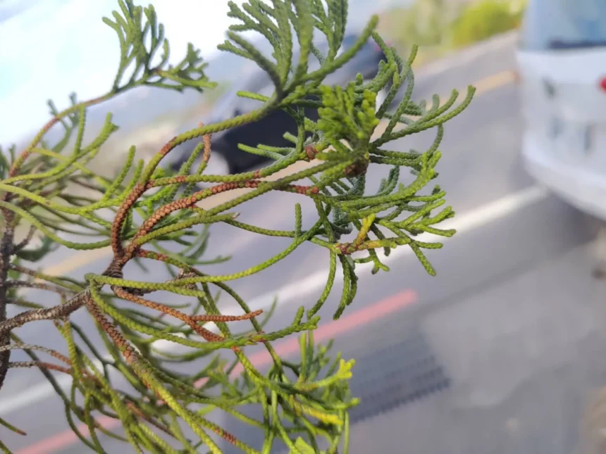 山城地區氣候轉趨濕冷　中市農業局呼籲梨農及早防治梨赤星病